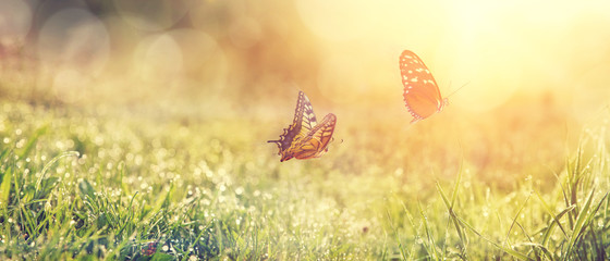 Ingelijste posters Voor haar Betoverende vlinders in natuurlijke sfeer  © Thaut Images