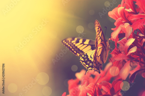 Wunderschöner Schmetterling