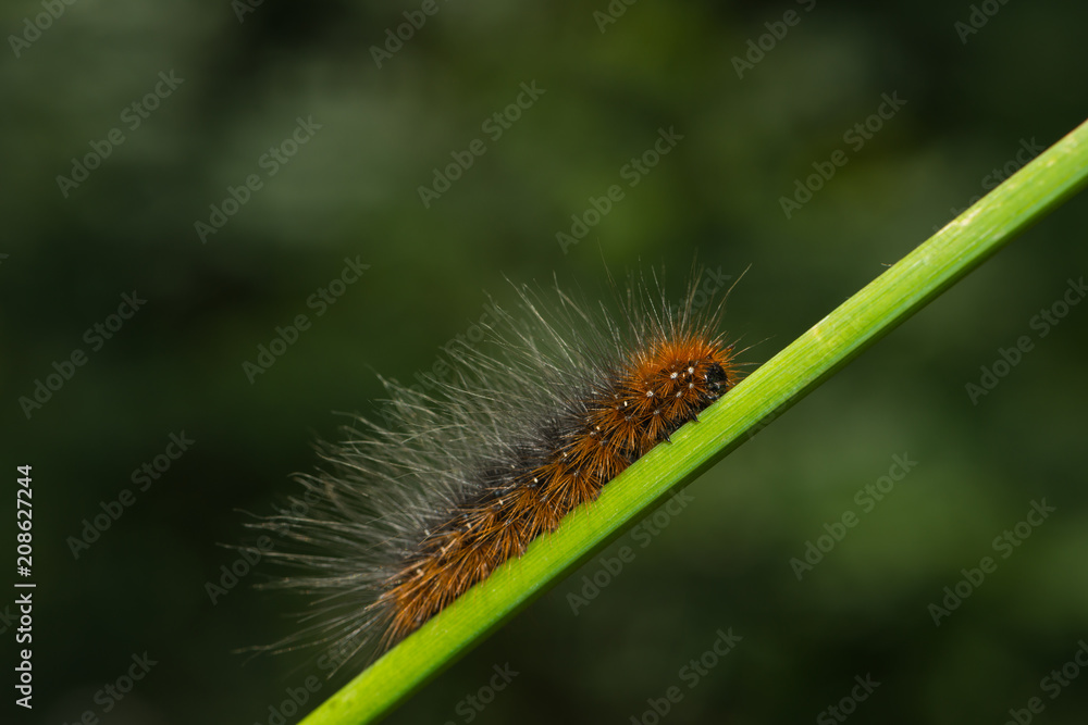 Raupe des braunen Bärenspinners klettert an einem Pflanzenstängel