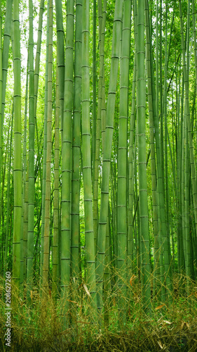 Ggreen bamboo plant forest in Japan zen garden