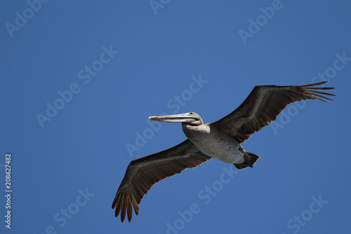 Pelican in the sky
