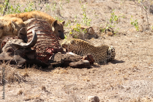 Hyenas and leopard eating a buffalo