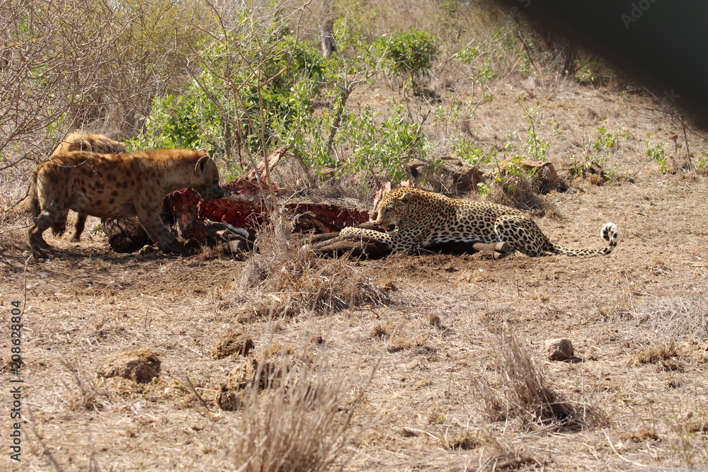 Hyenas and leopard eating a buffalo Hyenas and leopard eating a buffalo