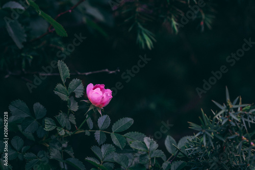 Rose flower in dark forest