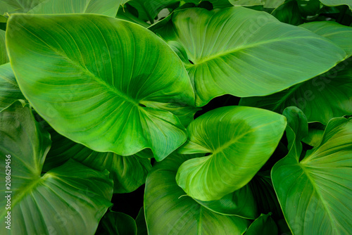 leaves Syngonium podophyllum or Tricolor Nephthytis also known as Elephant s ears.