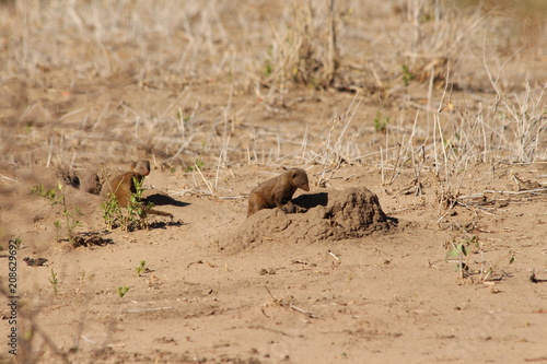 group of mongooses