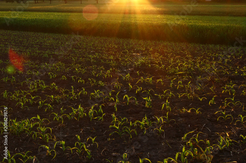 Corn field in the light of the rising sun