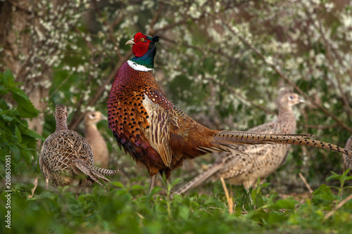 pheasant among cocks