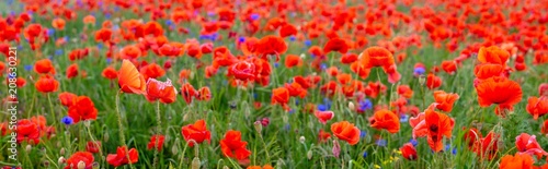 Panorama of red poppies