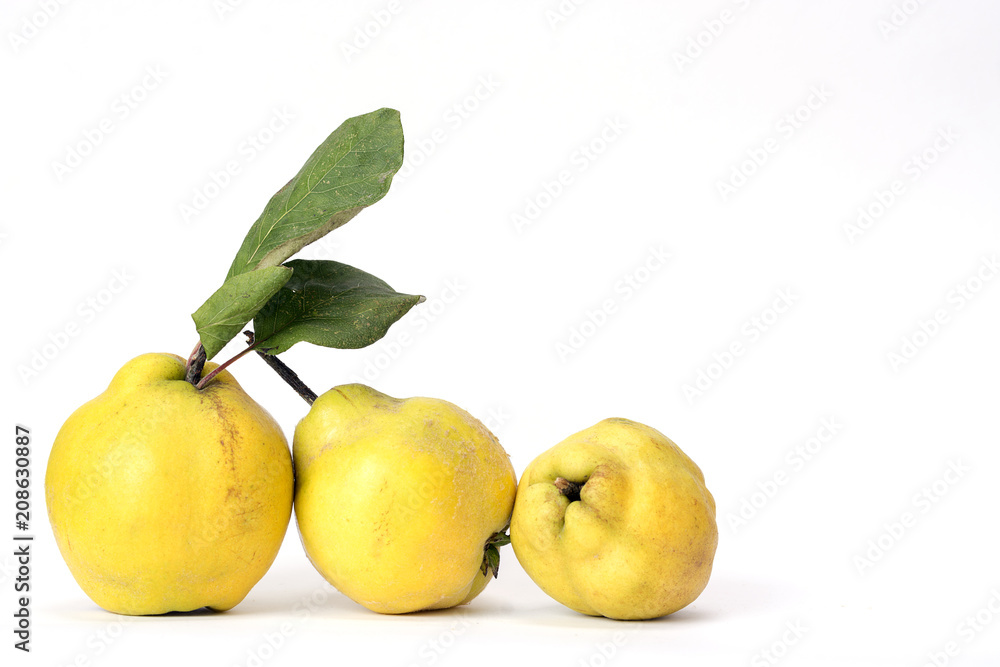 Row of three quinces, an old and traditional kind of fruit, similar to apples and pears