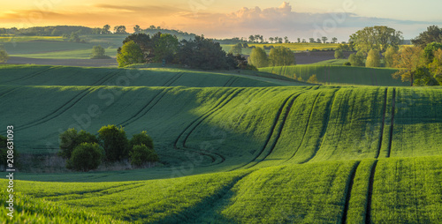  high resolution panorama of the spring field of young green cereal illuminated by the first rays of the rising sun © Mike Mareen