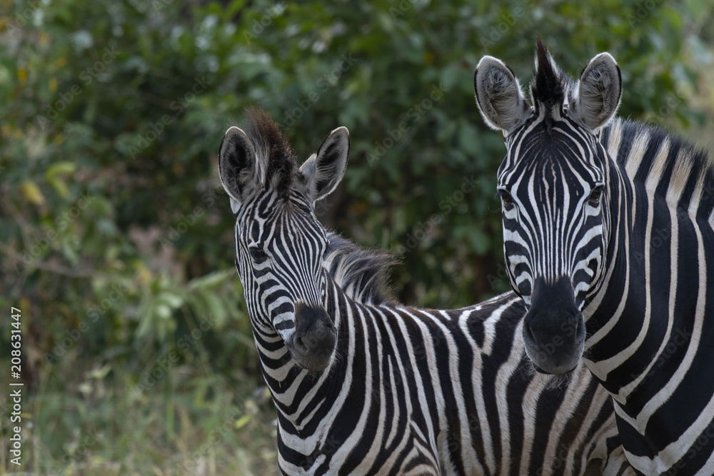 Two Zebra, ( Equus ) looking at camer, with head slightly turned to right. Kruger National Park, South Africa Two Zebra, ( Equus ) looking at camer, with head slightly turned to right. Kruger National Park, South Africa