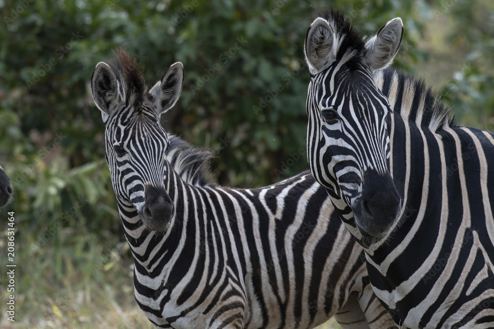 Fototapeta premium Two Zebra, ( Equus ) looking at camer,with green foliage in background. Kruger National Park, South Africa