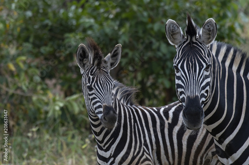 Two Zebra    Equus   looking at camer  with head slightly turned to right. Kruger National Park  South Africa