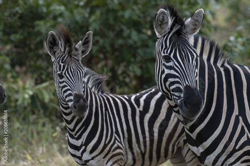 Two Zebra    Equus   looking at camer with green foliage in background. Kruger National Park  South Africa