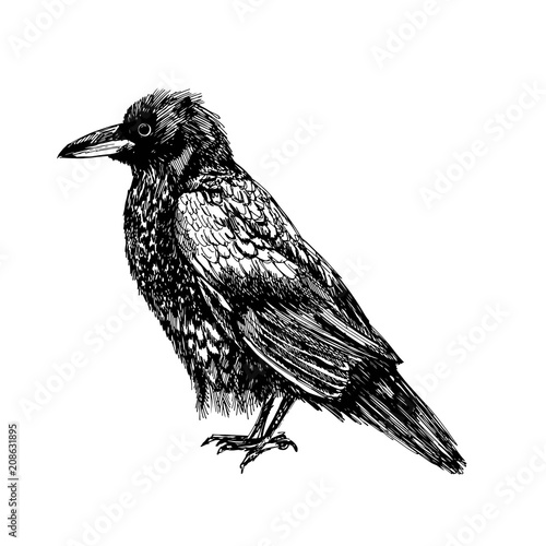 standing crow sketch. isolated vector. white background photo