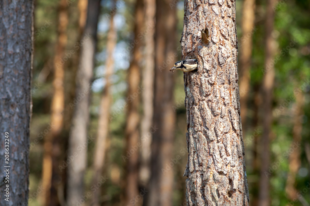 Syrian woodpecker, Dendrocopos syriacus, flying out of the hollow Syrian woodpecker, Dendrocopos syriacus, flying out of the hollow