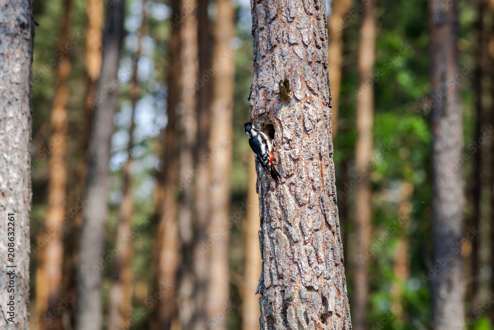 Syrian woodpecker, Dendrocopos syriacus, next to the tree hollow Syrian woodpecker, Dendrocopos syriacus, next to the tree hollow