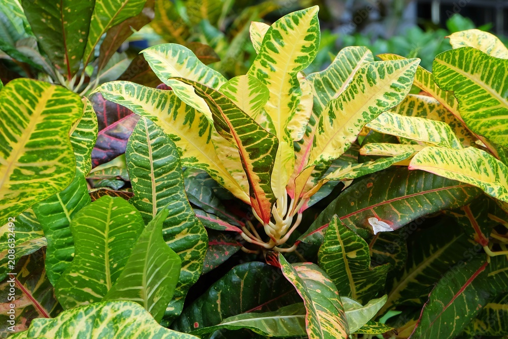 Croton Plants with Yellow and Green Leaves Croton Plants with Yellow and Green Leaves