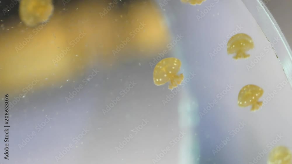 Spotted jelly baby is swimming Spotted jelly baby is swimming
