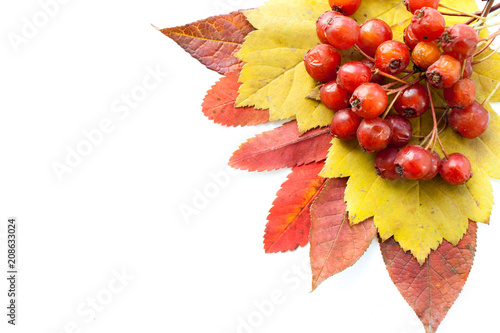 Colorful leaves and red hawthorn berries in top right corner of white background.