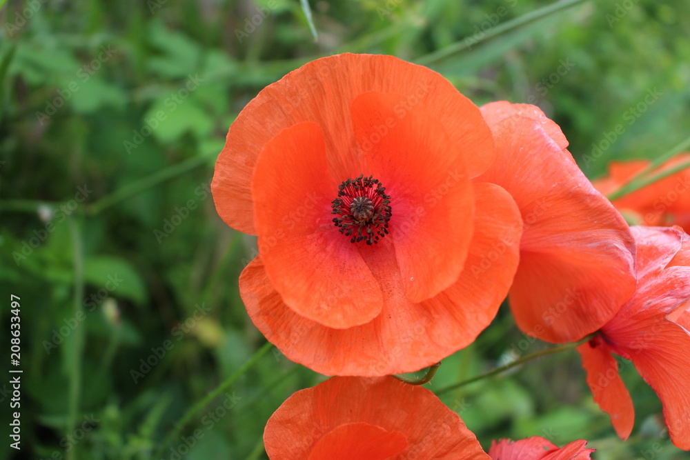 Fototapeta premium coquelicot sauvage