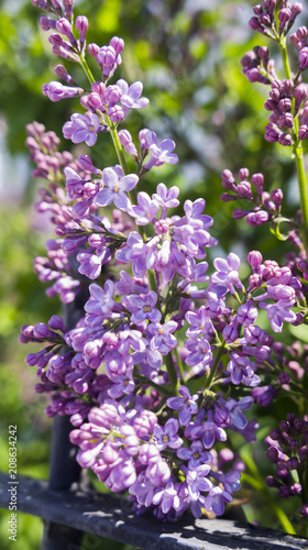 blossoming purple lilac