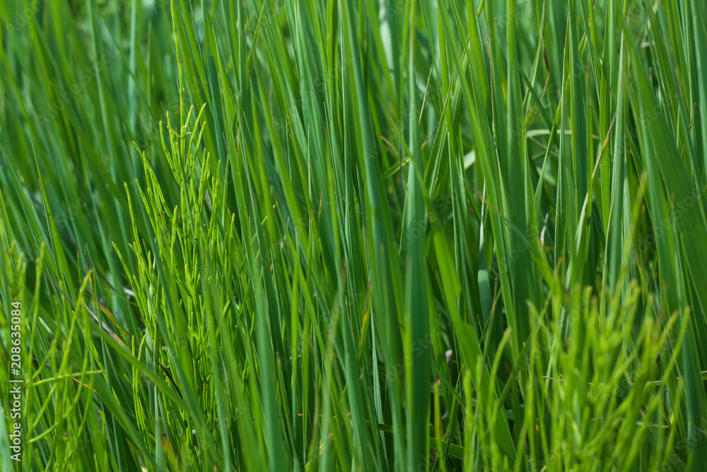 background of green grass in a summer day in a meadow background of green grass in a summer day in a meadow