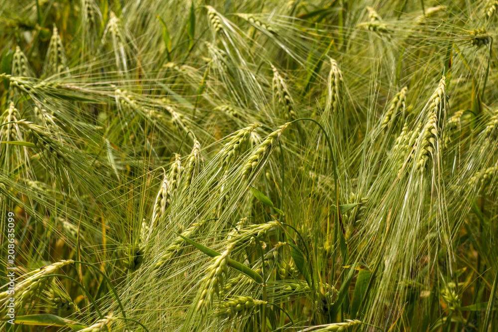Wheat spikes on the field in the course of aging in summer Wheat spikes on the field in the course of aging in summer