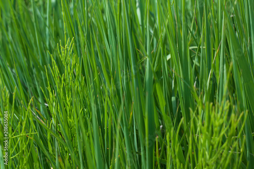 background of green grass in a summer day in a meadow