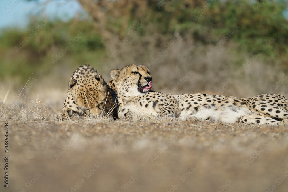 Naklejka premium Wild cheetah in Namibia.