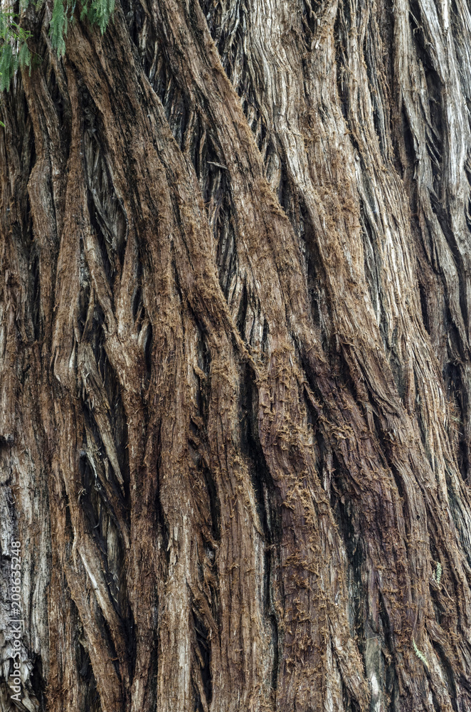 Texture of big old tree trunk bark macro. Tree large trunk detailed structure background and texture of bark. Trunk of tree and bark close up. Rough brown tree wood bark natural texture background Texture of big old tree trunk bark macro. Tree large trunk detailed structure background and texture of bark. Trunk of tree and bark close up. Rough brown tree wood bark natural texture background