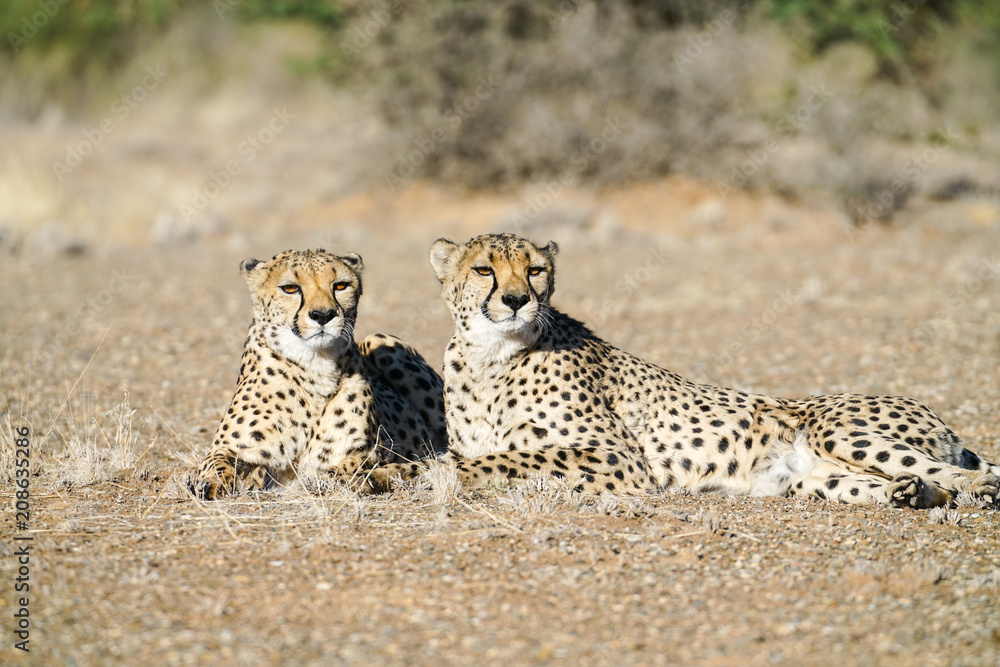 Obraz premium Wild cheetah in Namibia.