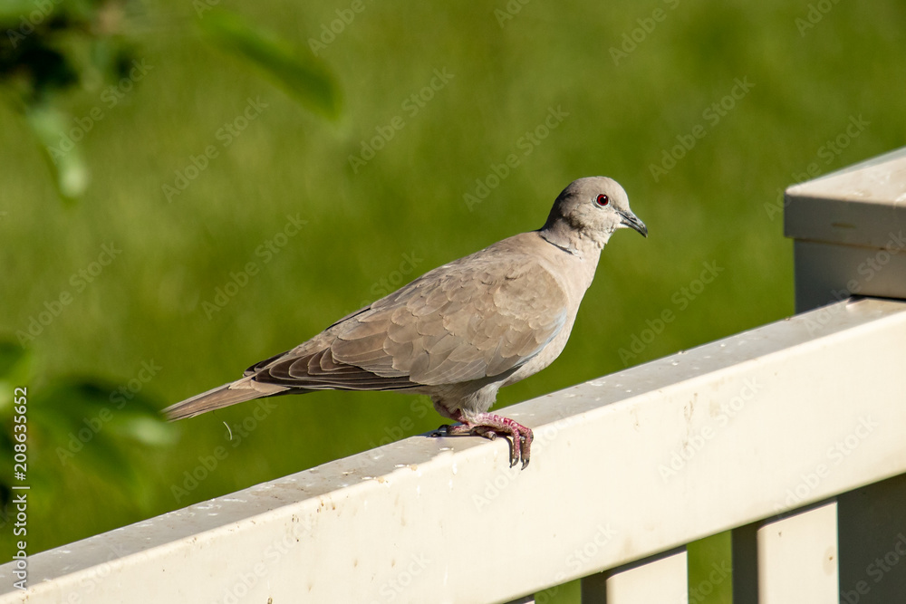 A Eurasian collared-dove perched on a backyard fence peers at the camera A Eurasian collared-dove perched on a backyard fence peers at the camera
