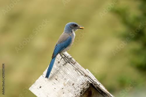 A California scrub-jay sits atop a birdhouse with a nut © Boyce