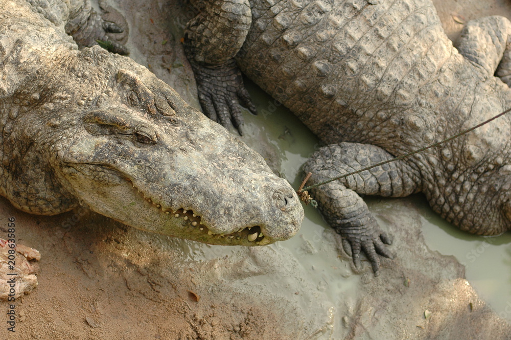 Frightening crocodiles at farm in Thailand Frightening crocodiles at farm in Thailand