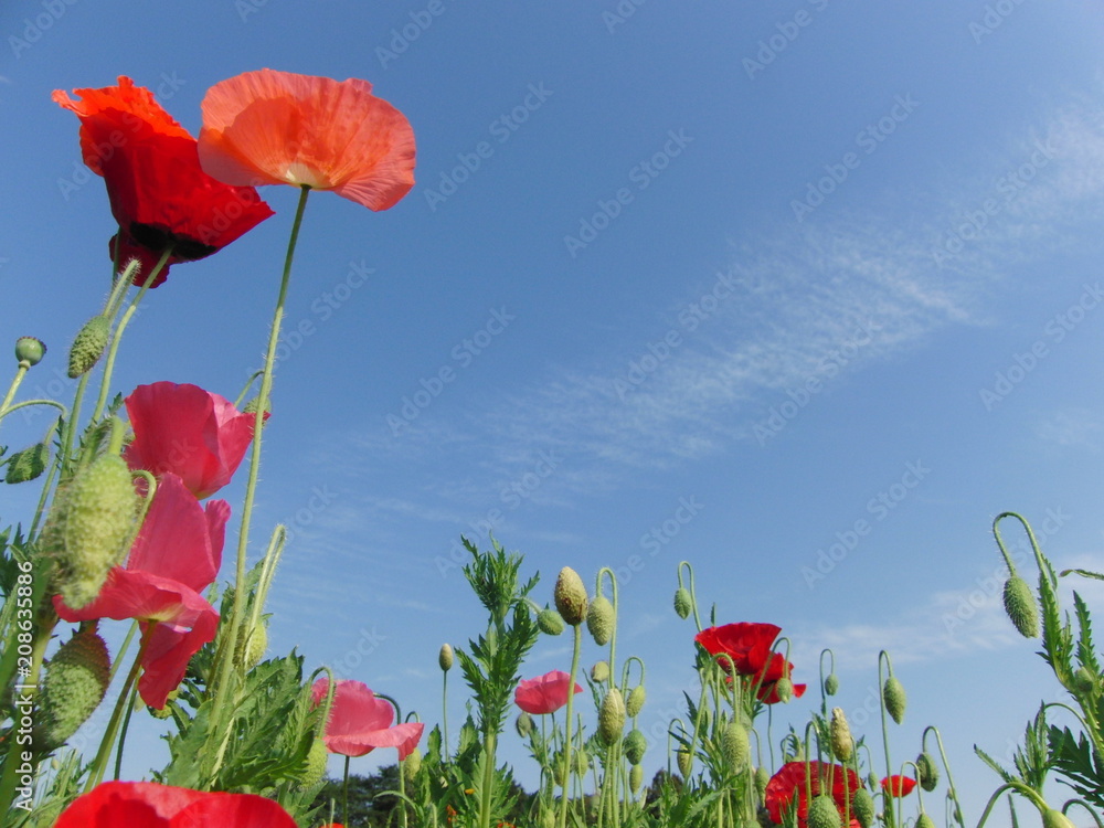 Obraz premium ポピーごしの青空