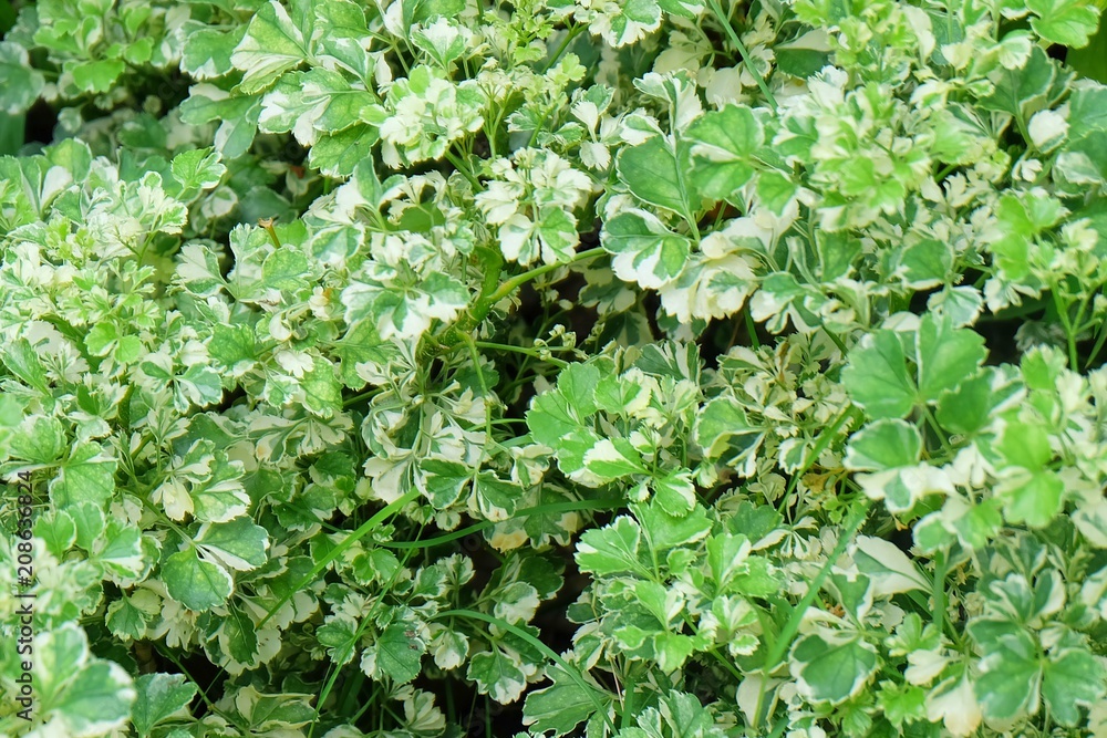 Background of Beautiful Fresh Polyscias Leaves in A Garden Background of Beautiful Fresh Polyscias Leaves in A Garden