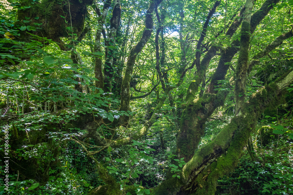 Zeda-gordi, Georgia. Forest of Okatse canion.Georgia Zeda-gordi, Georgia. Forest of Okatse canion.Georgia