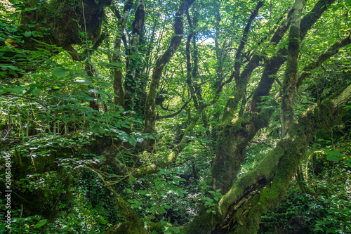 Zeda-gordi, Georgia. Forest of Okatse canion.Georgia