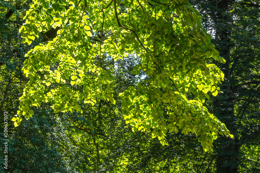 Zeda-gordi, Georgia. Forest of Okatse canion.Georgia Zeda-gordi, Georgia. Forest of Okatse canion.Georgia