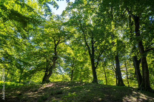 Zeda-gordi, Georgia. Forest of Okatse canion.Georgia