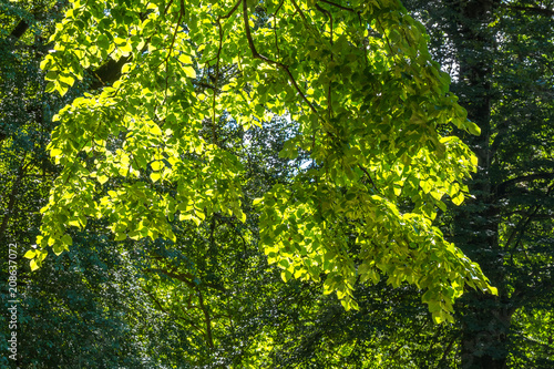 Zeda-gordi  Georgia. Forest of Okatse canion.Georgia