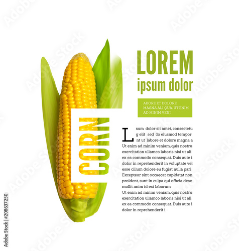 Corn ear isolated on white with text block