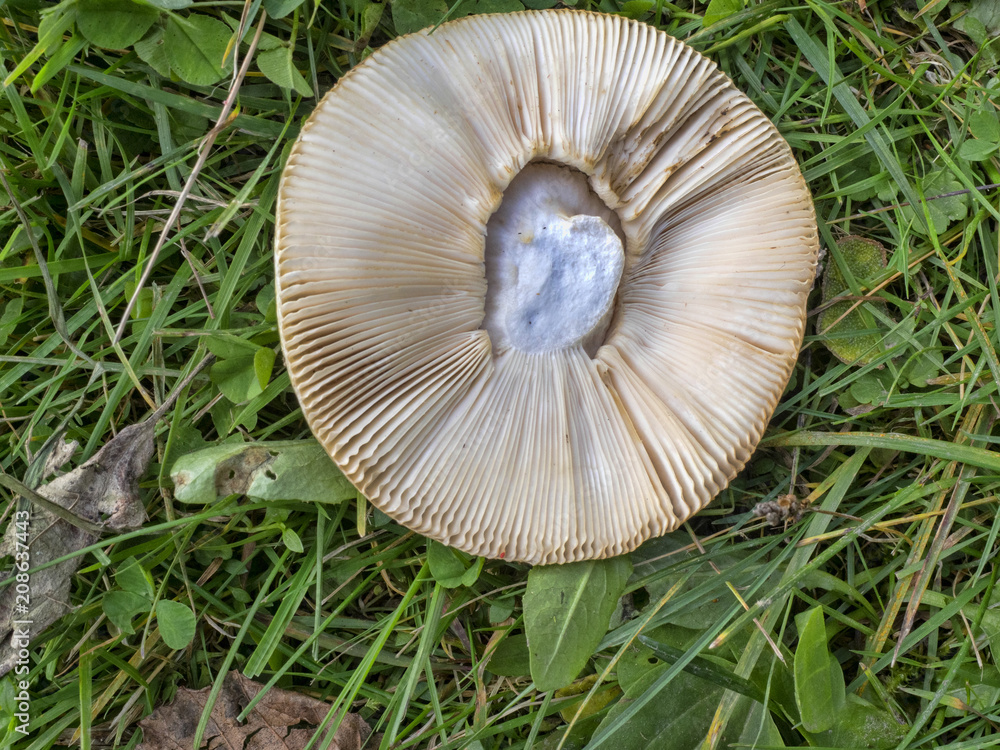 Fototapeta premium mushrooms grow on a meadow