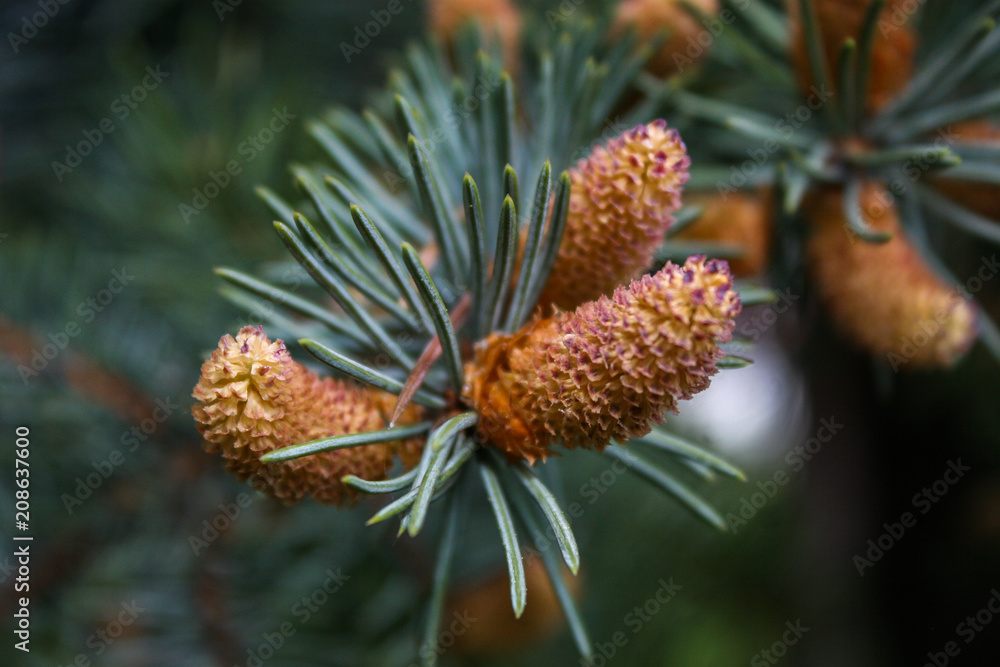 Blossoming spruce. Young shoots. Natural texture. Needle spruce with growing buds. Blossoming spruce. Young shoots. Natural texture. Needle spruce with growing buds.