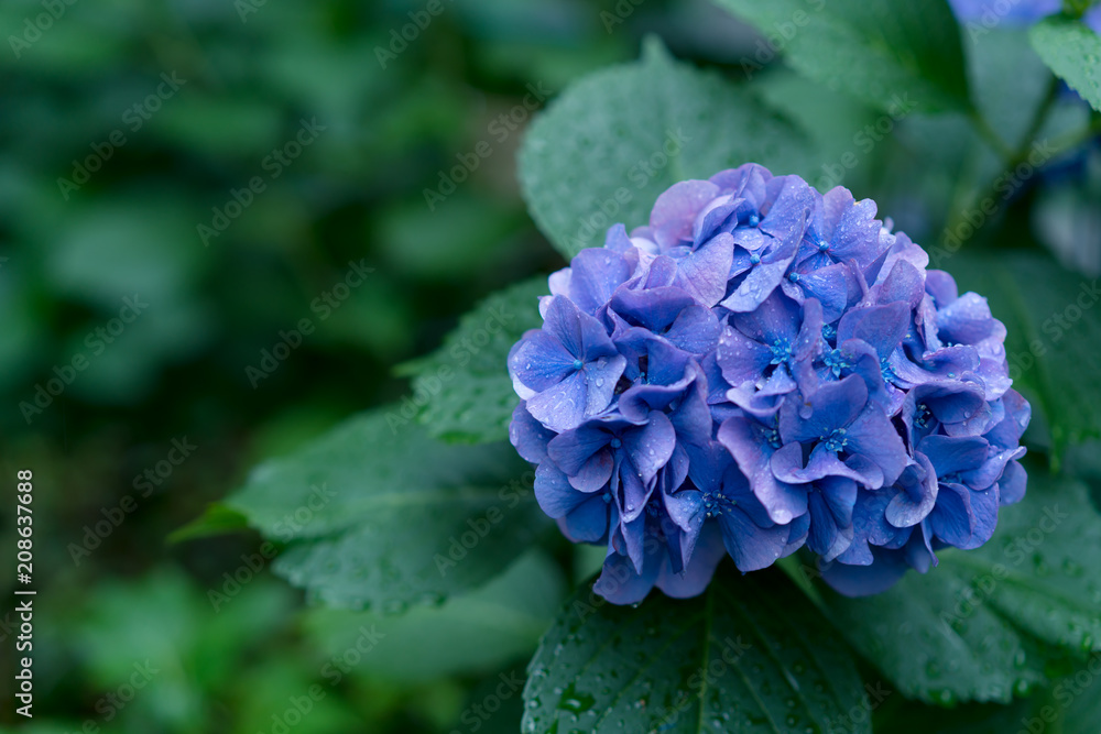 紫陽花・水滴 紫陽花・水滴