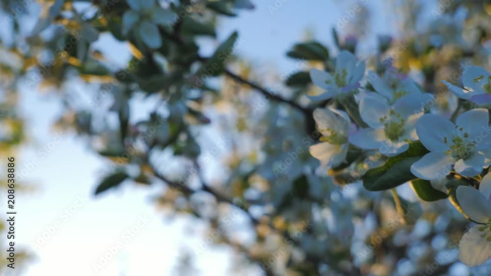 Spring park with blossom trees, apple and cherry flowers on background Spring park with blossom trees, apple and cherry flowers on background