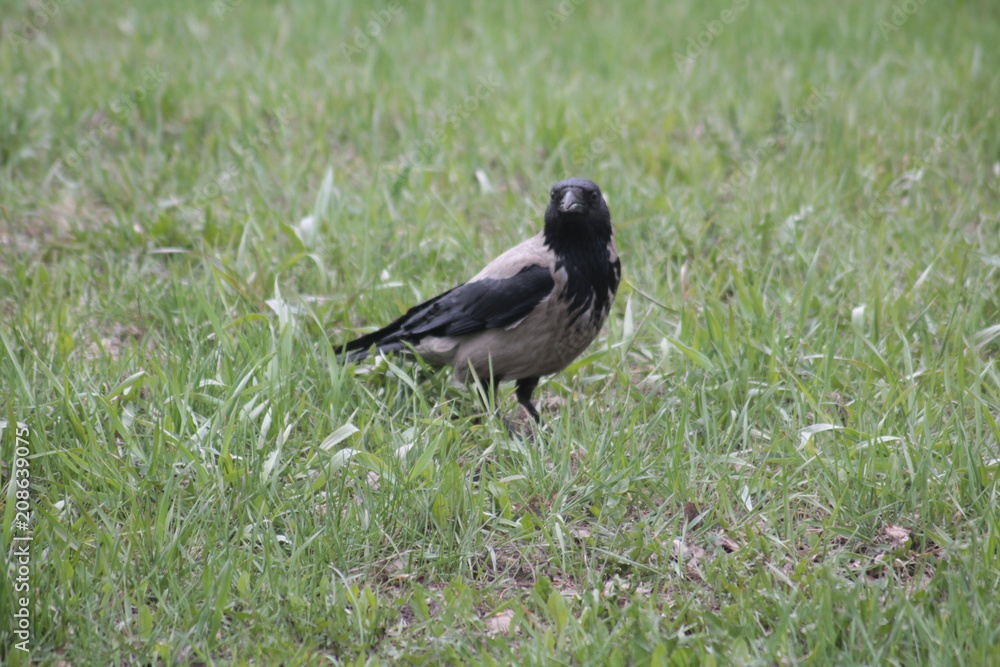 Obraz premium magpie