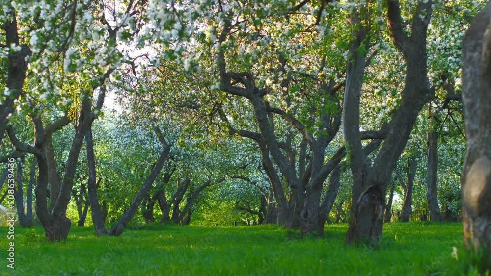 Spring park with blossom trees, apple and cherry flowers on background Spring park with blossom trees, apple and cherry flowers on background
